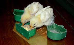 What To Feed Baby Chickens After Hatching What Do Baby Chickens Eat Chicken Chickens Food Feed Hatching Hatch Chicks