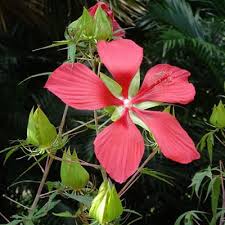 Typically, you will need to provide substantially more water to a larger cactus when you do water it, but you may find that smaller, faster growing cacti, planted in smaller pots actually require closer attention and more frequent watering. Water Hibiscus Growing Facts Care Benefits Hibiscus Coccineus Pond Informer