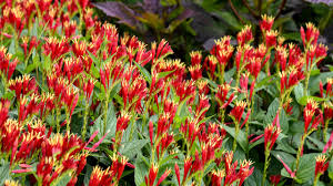 Image result for Spigelia