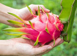 Dragon fruit is a tropical treat that tastes like a mix of kiwi and pear. Top 5 Easy To Grow Fruit Trees Ladybird Fruit Trees Plant Nursery