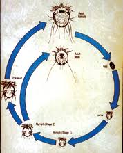Image result for Sarcoptes scabiei life cycle