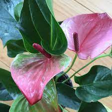 I M In Love With This Plant Anthurium Andreanum Flamingo Flower It S Gorgeous And Pink Houseplanthoneybee Don T Yo Flamingo Flower Plants Gorgeous Gardens