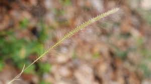 Image result for Perotis patens