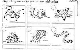 Animales Invertebrado Para Colorear Busqueda De Google Animales Invertebrados Vertebrados E Invertebrados Ciencias De La Naturaleza