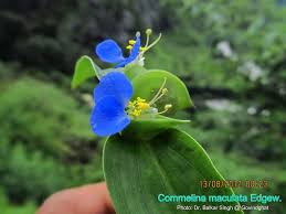 Image result for Commelina subulata