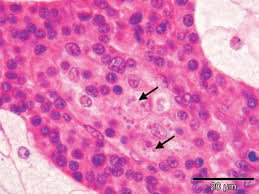 Image result for Bonamia