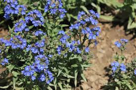 Image result for Anchusa capensis