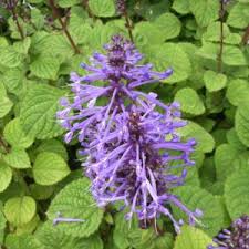 Image result for Plectranthus fruticosus
