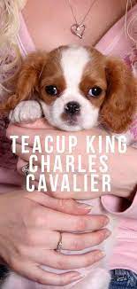 Teacup King Charles Cavalier King Charles Cavalier Spaniel Puppy Cavalier King Charles Dog King Charles Dog