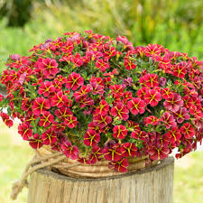 Image result for foto Million Bells