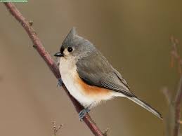 Birds With Tufted Heads Tufted Titmouse Pet Birds Beautiful Bird Wallpaper Beautiful Birds