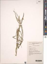 Image result for Acroceras