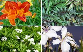 Wet soil loving plants like the marsh marigold are dependant on a constant source of moisture. 10 Plants For Wet Areas Moisture Loving Plants Garden Lovers Club
