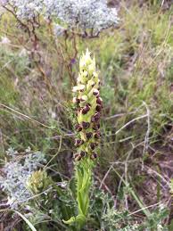 Image result for Corycium dracomontanum