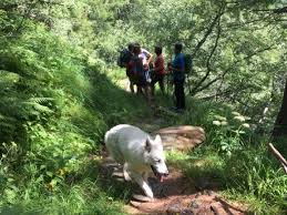 Maybe you would like to learn more about one of these? Wikiloc Trippachtal Russbachalm Putzweg Stallila Ahrntaler Sonnenweg Trail