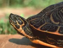 Image result for Pseudechinolaena