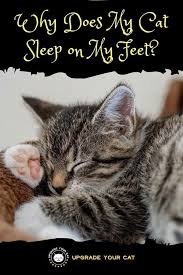 Why Does My Cat Sleep On My Feet You Re Not Alone Upgrade Your Cat Cat Sleeping Cat Behavior Sleeping Kitten