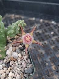 Image result for Duvalia