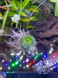 Image result for Eriocaulon truncatum