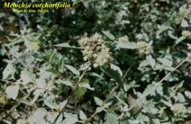 Image result for Melochia