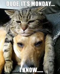 Pin On Fun Captions Pets 2