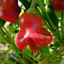 Image result for Capsicum baccatum