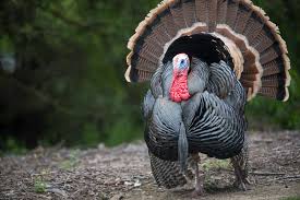 Official web sites of turkey, links and information on turkey's art, culture destination turkey, a nations online country profile of the turkish nation located between europe. Wild Facts About Wild Turkeys Birdwatching