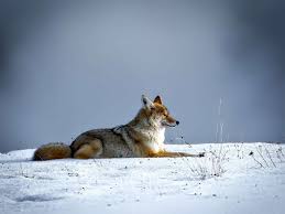 In the trailer of silent hill: Eastern Coyotes Are Increasingly Common Here Are 5 Facts To Know About Them