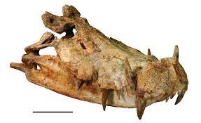 See full list on newdinosaurs.com Kaprosuchus Wikipedia