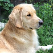 Subsequent judicious crosses were made with other black retrievers, tweed. Solstice Royal River Retrievers Golden Retriever Puppies In Maine And New England