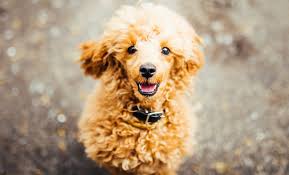 Get healthy pups from responsible and professional breeders at puppyspot. Should You Buy Your Poodle From A Breeder Or Adopt From A Shelter Ready Set Puppy