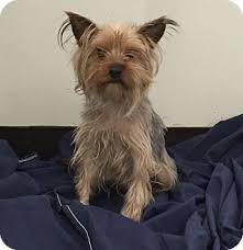 Newkirk exotic pet/animal rescue, newark, new jersey. Newark Nj Yorkie Yorkshire Terrier Meet Millie A Dog For Adoption Yorkshire Terrier Dog Adoption Yorkie Dogs