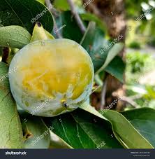 Image result for Diospyros gabunensis