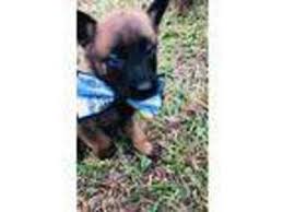 All of us are fine. Puppyfinder Com Belgian Malinois Puppies Puppies For Sale Near Me In Lafayette Louisiana Usa Page 1 Displays 10