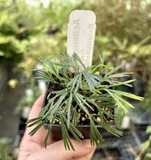 Image result for Actiniopteris