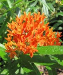 Butterfly Weed Milkweed Seeds For Butterfly Gardens