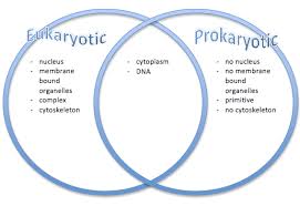 Difference Between Prokaryotes And Eukaryotes Images Sikh
