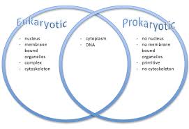 difference between prokaryotes and eukaryotes images sikh