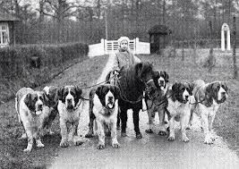 Black And White St Bernard Puppy Fotografia Nino Con San Bernardos With Images St Bernard Dogs St Bernard St Bernard Puppy