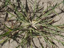 Image result for Triraphis purpurea