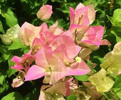 What is this delicate pretty? In a bouquet from Trader Joe's.