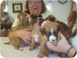 Keep in mind that it will take time for your interview, home check and vet check. Sherburne Ny Boxer Meet 10 Boxer Puppies A Pet For Adoption