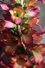 Digiplexis® illumination® flame (digitalis hybrid). Digiplexis Illumination Flame Native Sons Wholesale Nursery