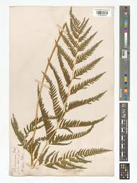Image result for Pteris dentata