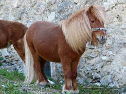 Poney Shetland Cheval - Photo gratuite sur Pixabay - Pixabay