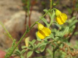 Image result for Hermannia boraginiflora