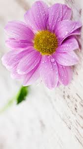 Android Mobile Colorful Flowers Wallpapers Wallpaper Cave Search free android wallpapers on zedge and personalize your phone to suit you. android mobile colorful flowers