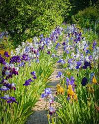 Debby Tenquist On Instagram The Iris Walk Giverny Monet S Garden Watch The Interesting Video By The Head Beautiful Gardens Monet Garden Giverny Dream Garden