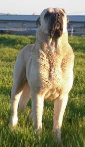 aksaray malaklisi dog kangal kopegi kopek turleri buyuk kopek irklari