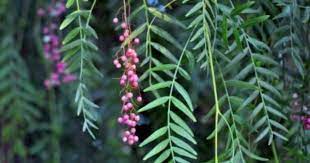 California Pepper Tree Care How To Grow A California Pepper Tree Pepper Tree Tree Care Trees To Plant